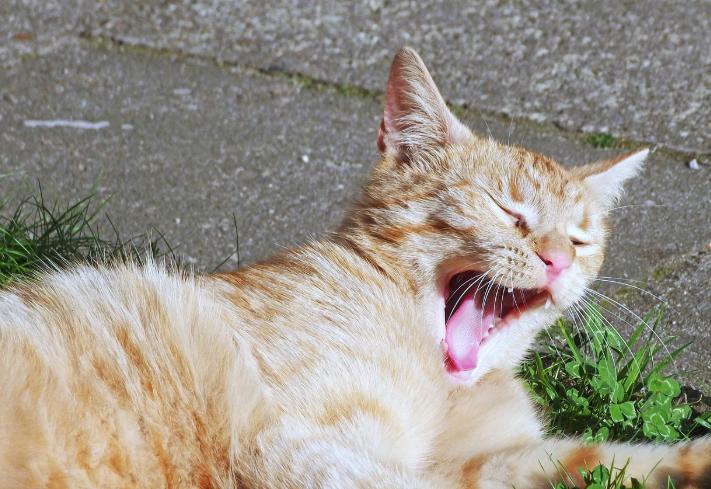 あくびをしている猫